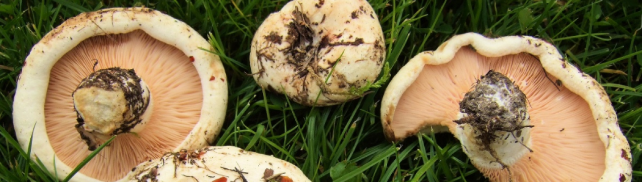 Опис тополевого або осикового груздя