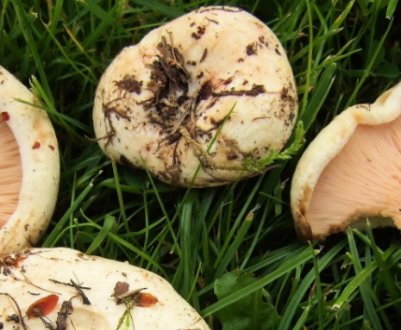 Опис тополевого або осикового груздя