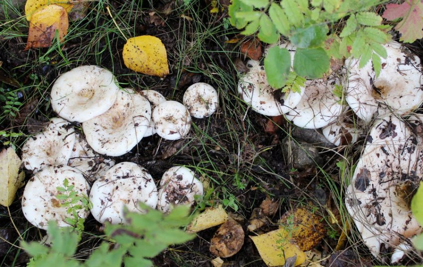 Груздь осиковий