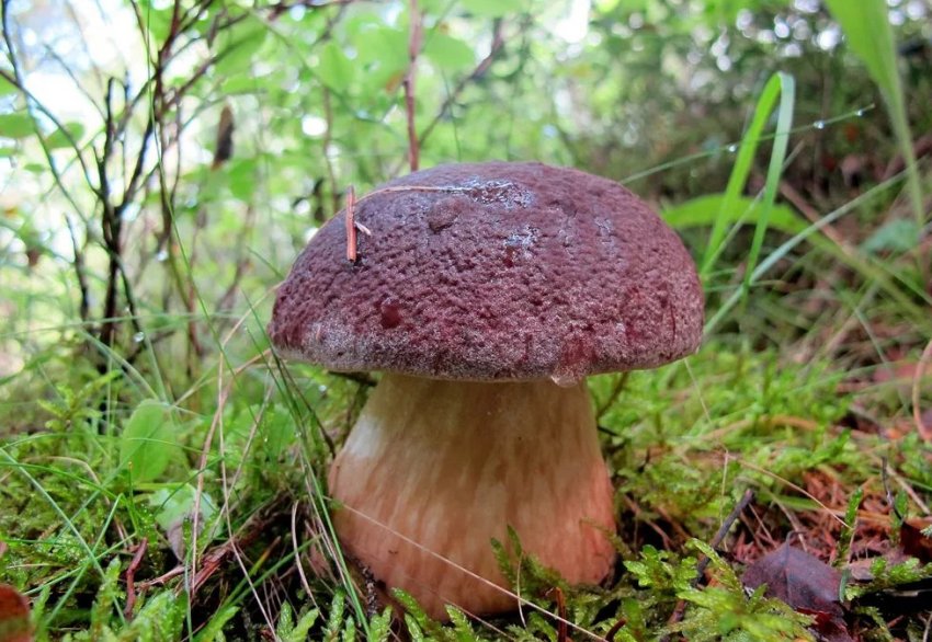 Білий сосновий гриб Білий сосновий гриб