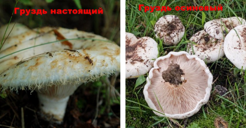 Грузди Фото Ложные Отличия