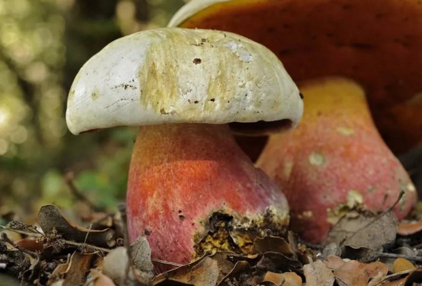 Сатанинський гриб Сатанинський гриб