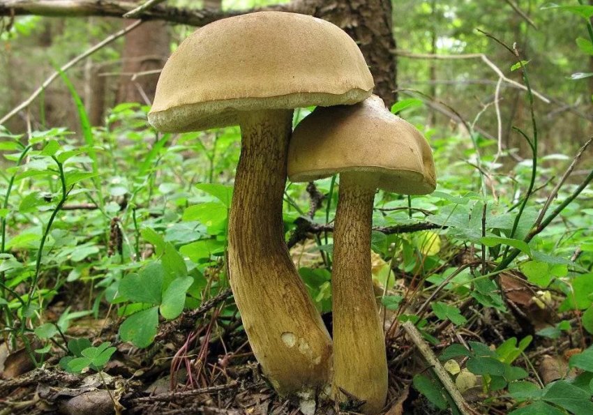 Жовчний гриб Жовчний гриб