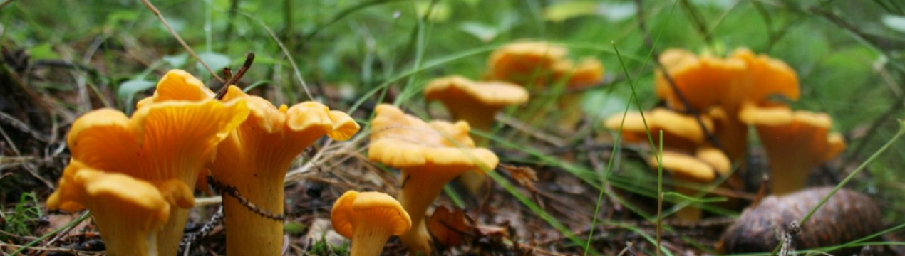 Місця зростання лисичок в Підмосков'ї