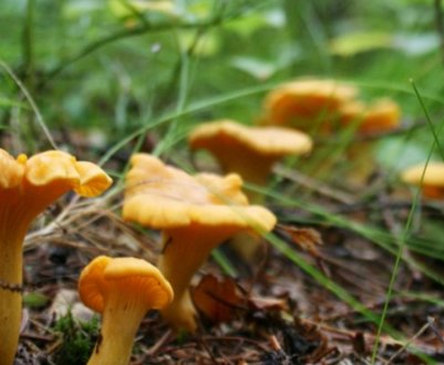Місця зростання лисичок в Підмосков'ї