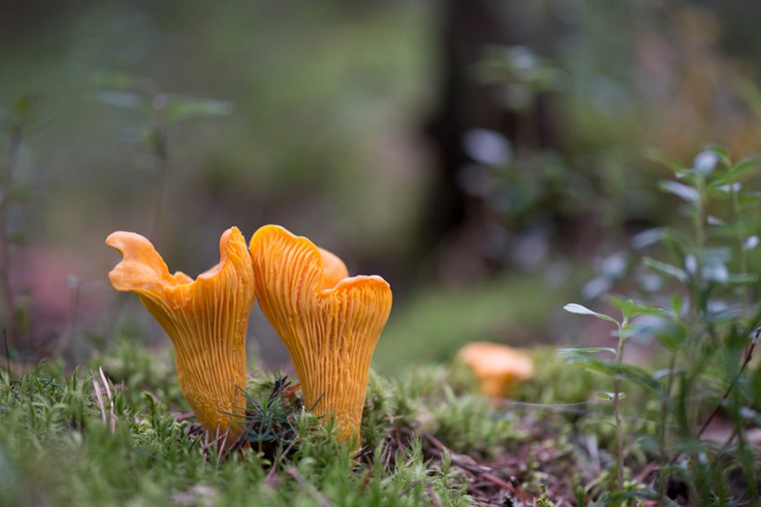 Лисички Лисички