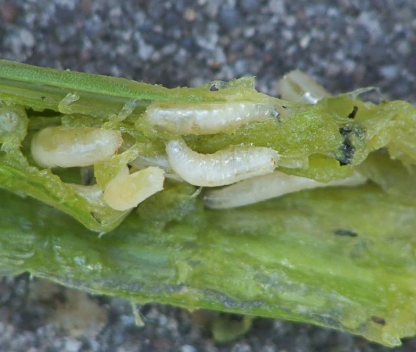 Стеблові нематоди