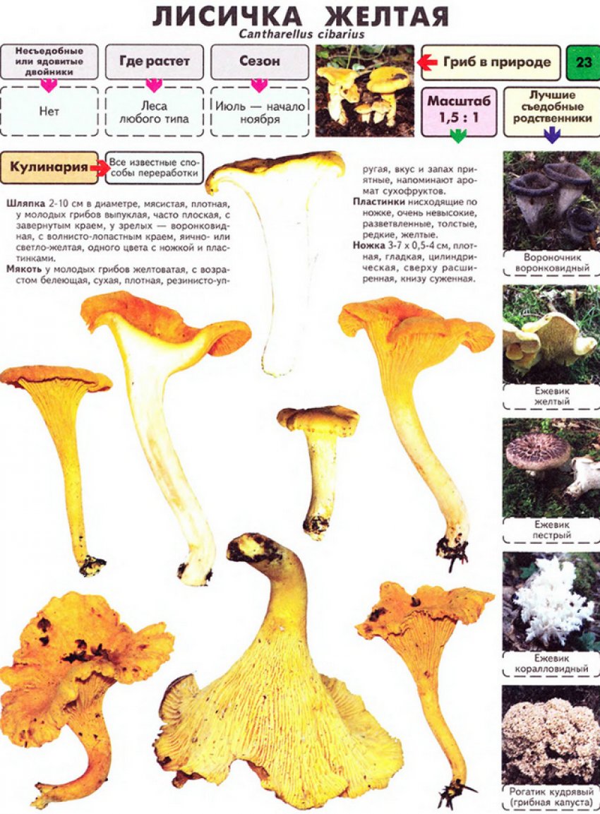 Лисички Лисички