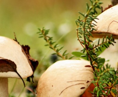 Підосичник білий: де і коли зростає, властивості