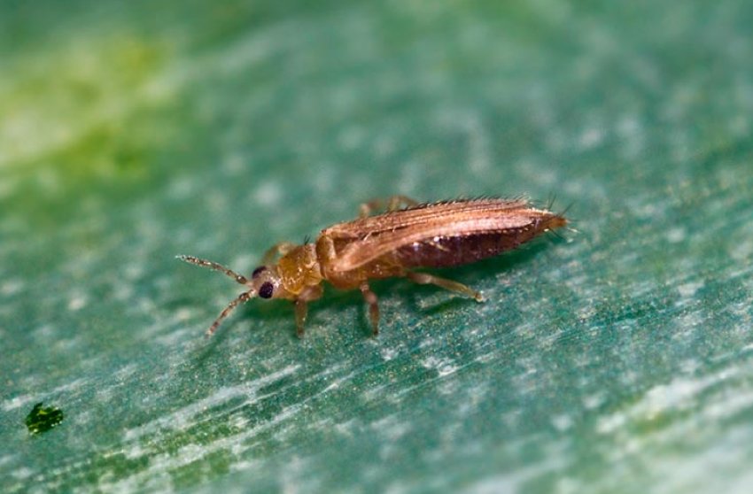 Тютюнові трипси