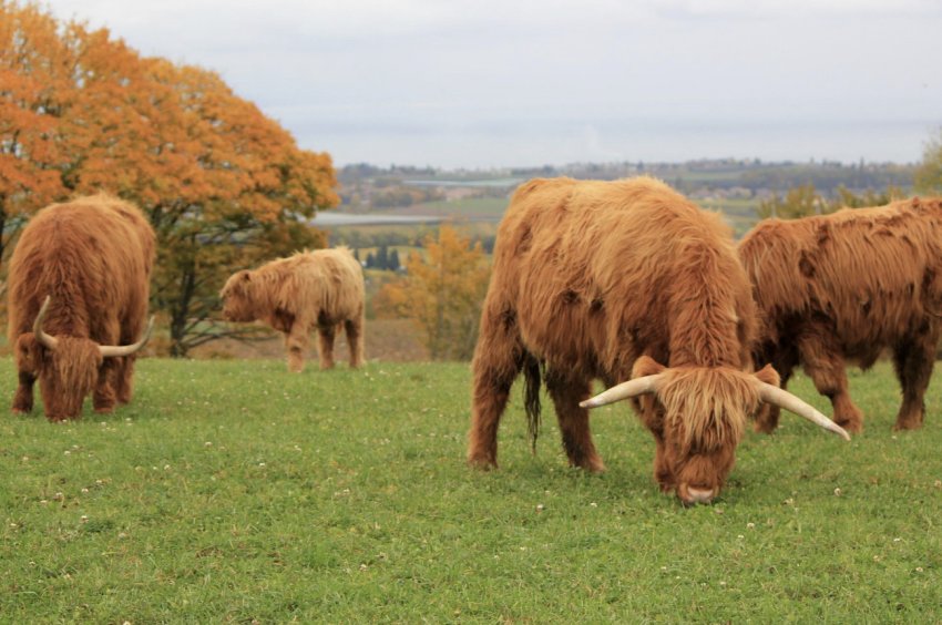 Випас худоби Випас худоби