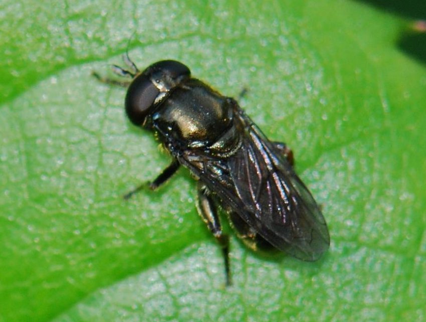 Цибульна журчалка