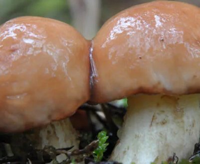 Скільки днів ростуть маслюки