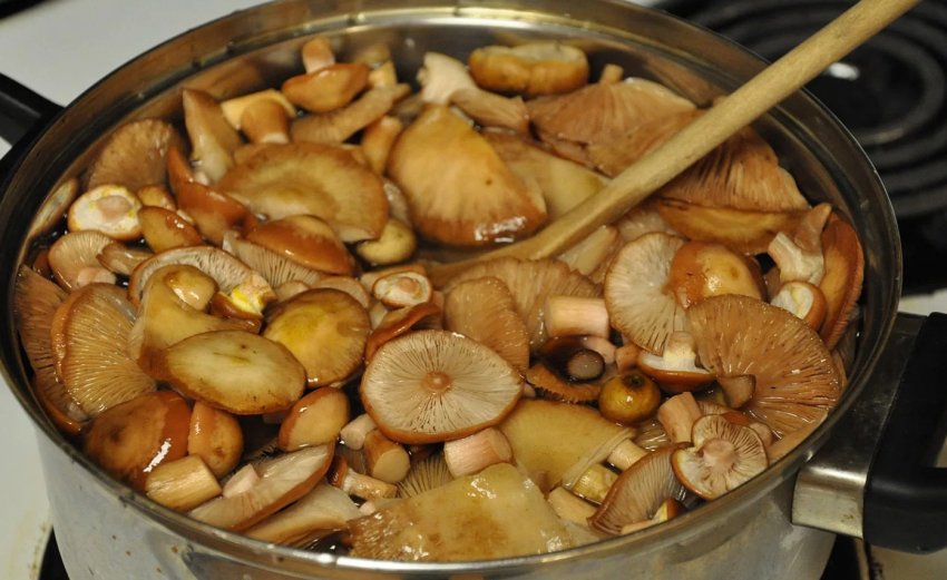 Відварювання грибів Відварювання грибів