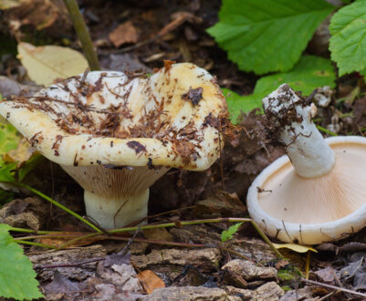 Грузді: різновиди, де і коли зростають, користь і шкоду для людського організму