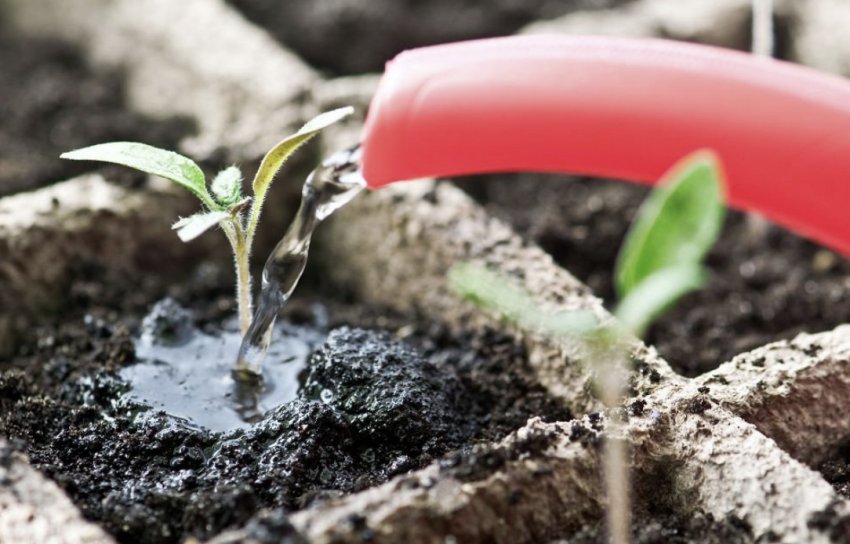 Добриво розсади Добриво розсади