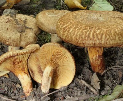 Користь і шкода свинушок