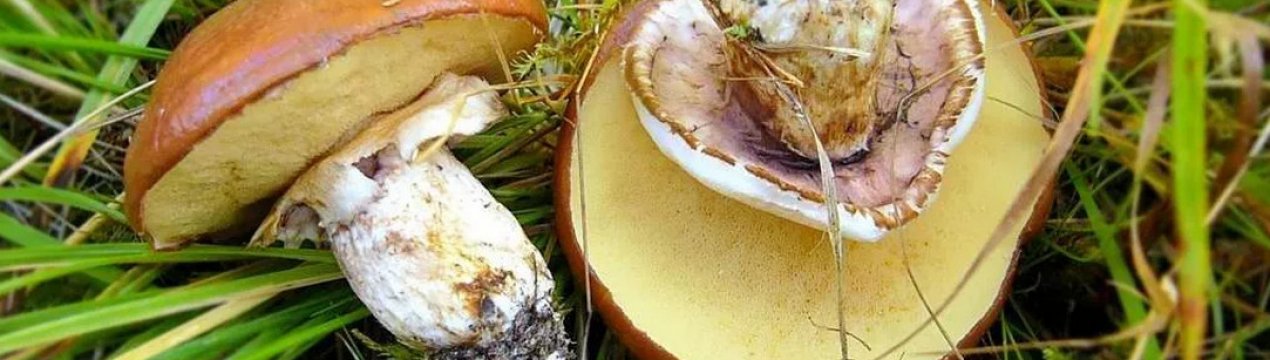 Гриби-маслюки: особливості, користь і шкода