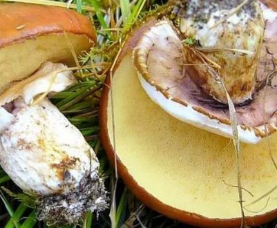 Гриби-маслюки: особливості, користь і шкода