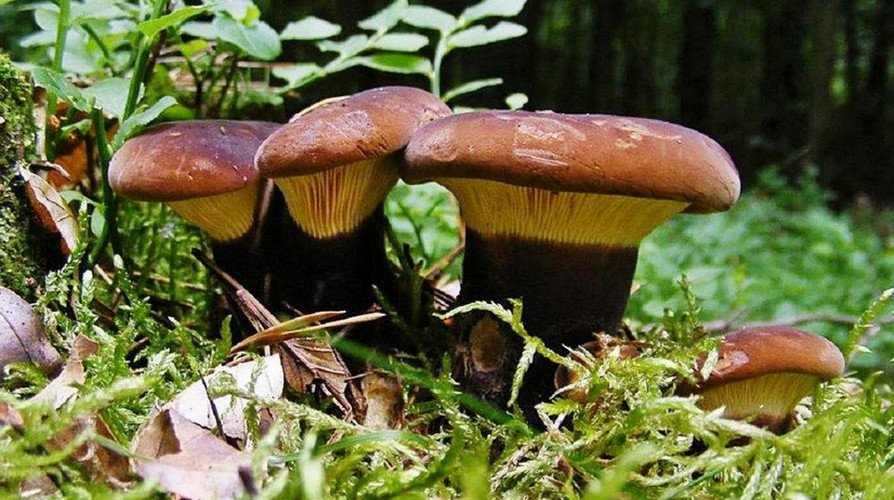 Грибы свинушки польза и вред для организма, симптомы