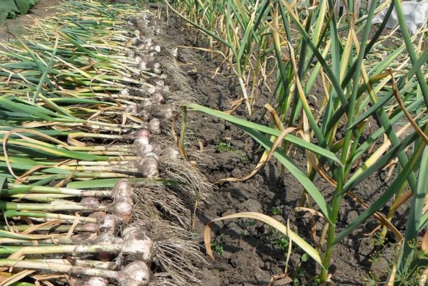 Збір урожаю