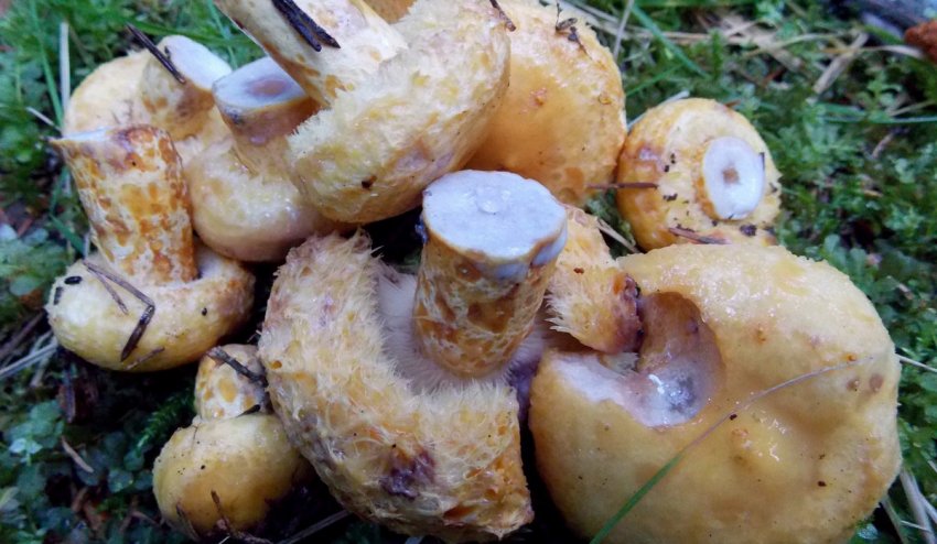 Синіючі грузді