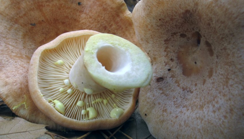 Золотисто-жовтий молочні судини