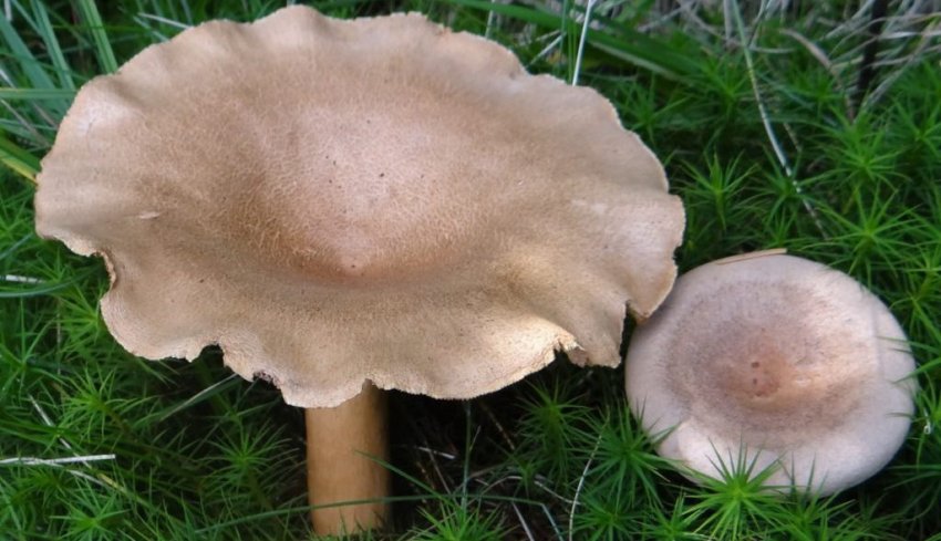 Бурштиновий груздь