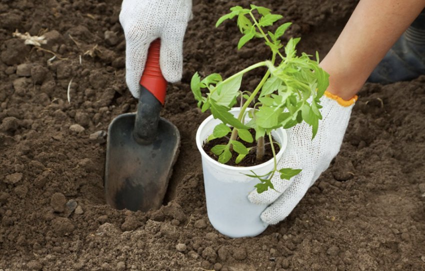 Висадка розсади у відкритий ґрунт Висадка розсади у відкритий ґрунт