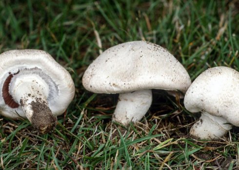 Опис печериці лугового