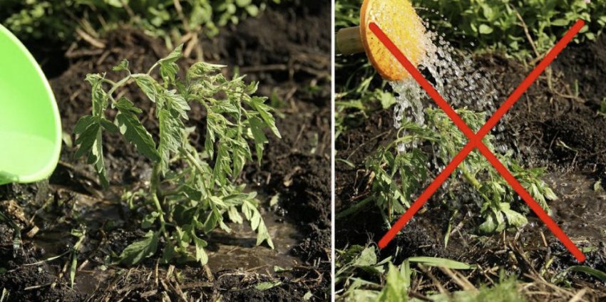 Полив Полив