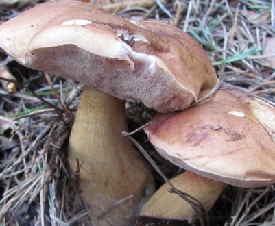 Опис гриба гірчак та особливості його застосування