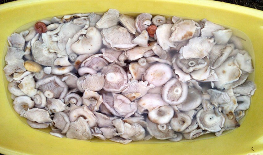 Вимочування груздів