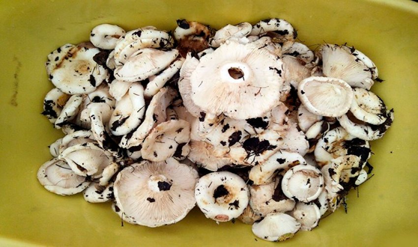 Урожай груздів