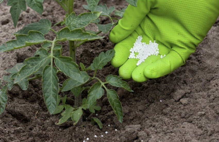 Добриво томатів Добриво томатів