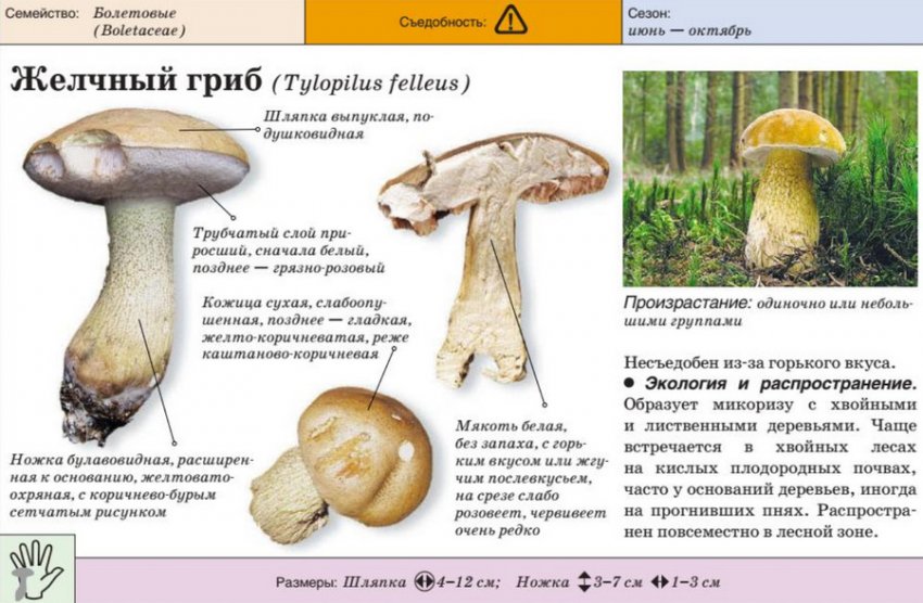 Характеристика желчного гриба