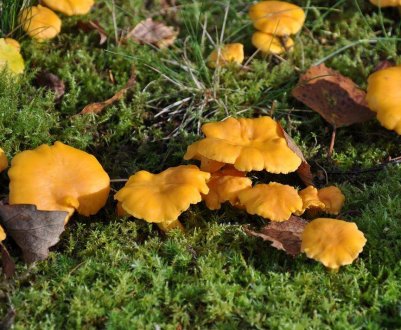 Основні види лисичок