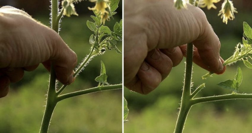 Пасинкування помідорів Пасинкування помідорів