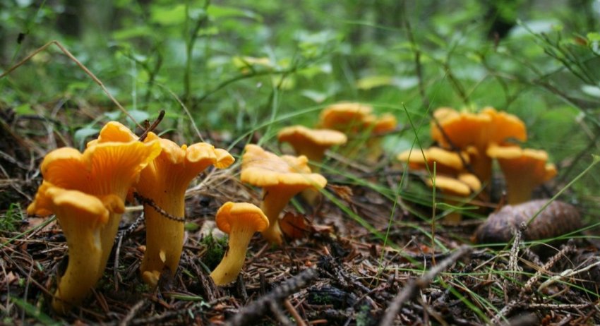 Лисички в лісі Лисички в лісі