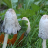 Как выращивать гриб веселка в домашних условиях?