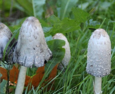 Опис гриба-гнойовика та особливості його застосування, користь і шкода