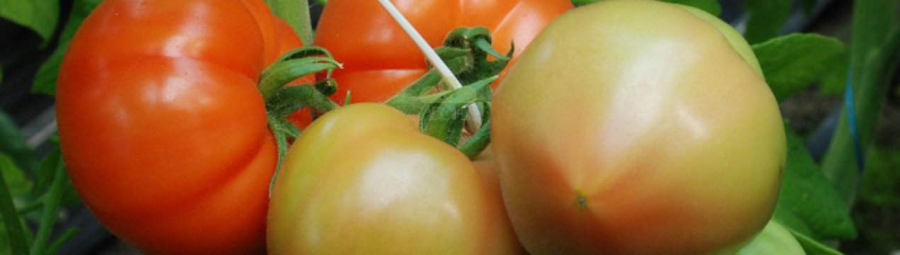 Помідори «Мар'їна роща»: характеристика, особливості вирощування