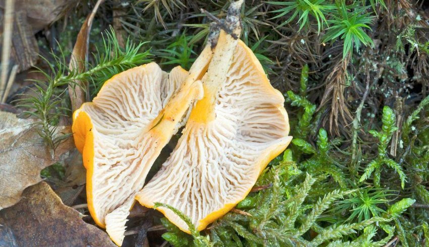 Лисичка бархатиста Лисичка бархатиста