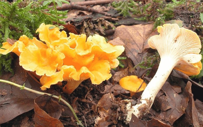 Лисички бархатисті Лисички бархатисті