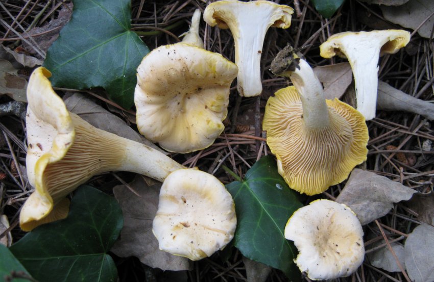 Лисички бліді Лисички бліді