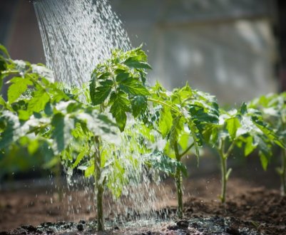 Як правильно поливати помідори в теплиці і у відкритому грунті