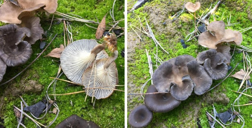 Лисички сірі Лисички сірі