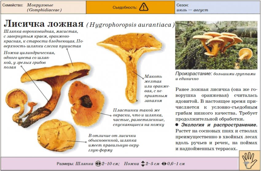 Помилкова лисичка Помилкова лисичка