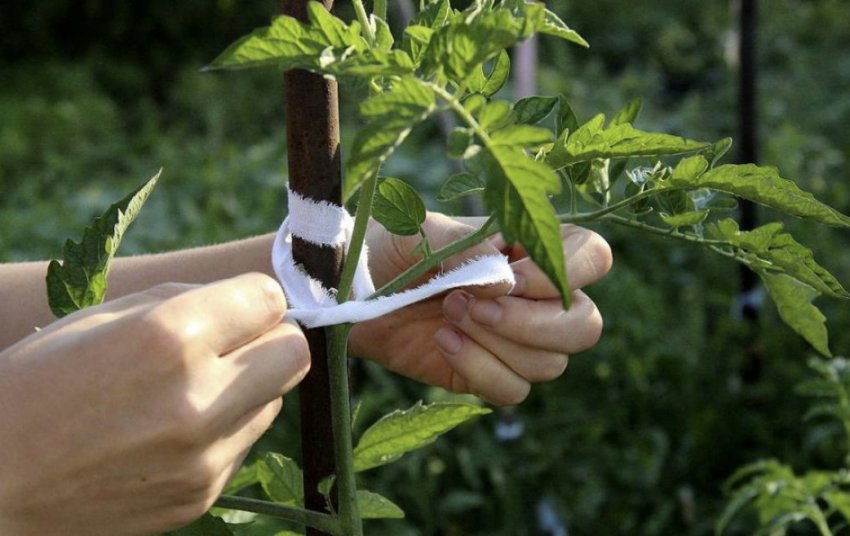 Підв'язка томатів Підв'язка томатів