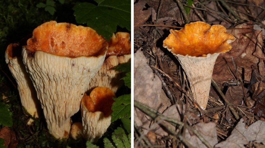 Строката лисичка Строката лисичка